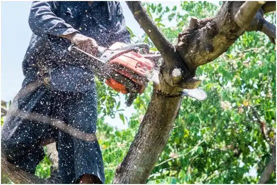 tree services Waterville